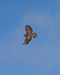 buzzard in flight