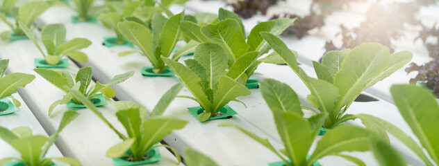 Close up Green lettuce in hydroponic farm.