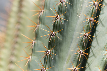 Details of the thorns of a cactus in a garden in Juan Lacaze