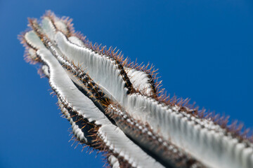 Details of the thorns of a cactus in a garden in Juan Lacaze