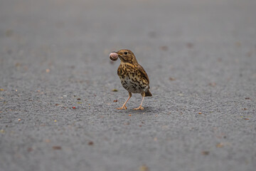 bird on a road