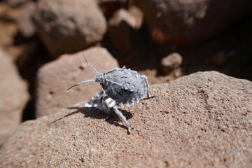 grey stink bug