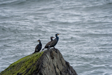 cormorant on rock
