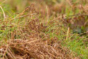 bird on the grass