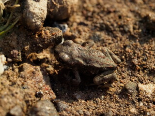 Frogs in Namibia