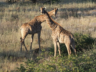 Naklejka na ściany i meble Pregnant giraffe in Namibia