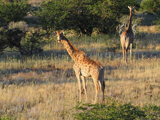 Pregnant giraffe in Namibia
