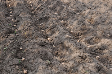 fresh organic potatoes in the field. Planting potatoes in the ground. Beds with potatoes