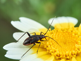 Red and black plant bugs on a flower. Calocoris nemoralis  