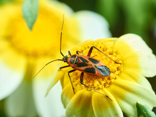 Red and black plant bugs on a flower. Calocoris nemoralis  