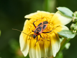 Red and black plant bugs on a flower. Calocoris nemoralis  