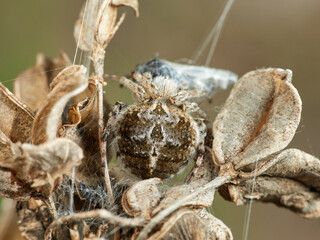 Orbweavers on a dry plant. Agalenatea redii       