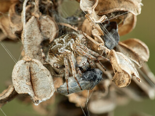 Orbweavers on a dry plant. Agalenatea redii       