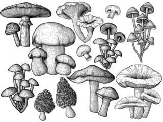 Set of 9 different vector mushrooms in woodcut style. Graphic linear fly agaric, chanterelles, porcini mushroom, honey mushrooms, morels, mycena, russula, boletus, champignons - obrazy, fototapety, plakaty
