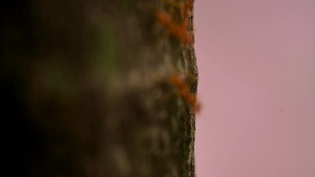 Ants work in the daytime, the ants bridge unity team, the concept team work together. Ant's help orange and red ants A small creature on a branch in a walk then unity.