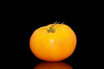 One yellow juicy tomato, macro, isolated on a black background.