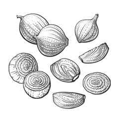 Onion bulb, cut. Vector graphic engraving set