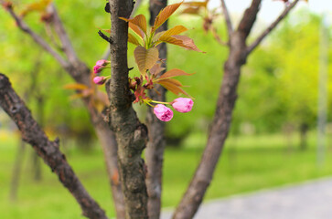 Two small soft pink blossoms of sakura on the branch with green leaves. Blurred background. Concept of nature. Kyoto Park in Kyiv, Ukraine