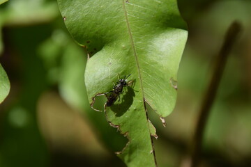small insect close up eating green a green phlebodium leaf