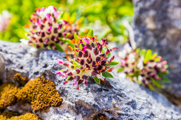 Anthyllis vulneraria, the common kidney vetch, kidney vetch or woundwort is a medicinal plant native to Europe. The name vulneraria means 