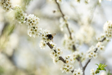 Cute little bumblebee collecting pollen from white apricot blossoms in full bloom.