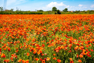 la natura ed il campo di papaveri