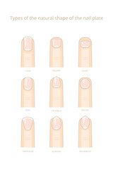 Types of the natural form of the nail plate. Vector stock illustration.
