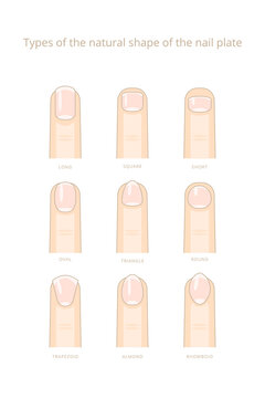 Types of the natural form of the nail plate. Vector stock illustration.