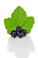 Black currant berries with leaf isolated on a white background.