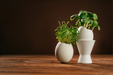 Eggshell with cucumber sprouts on the wooden background