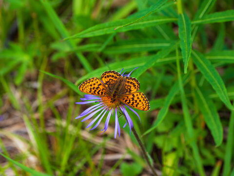 Selective focus shot of a Mother-of-pearl (Boliria selenis) butterfly on a purple flower. Forests of the Altai Mountains.