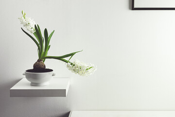 White hyacinth flower in a white flowerpot on a shelf in a room - home gardening as a hobby and minimalist interior design, copy space
