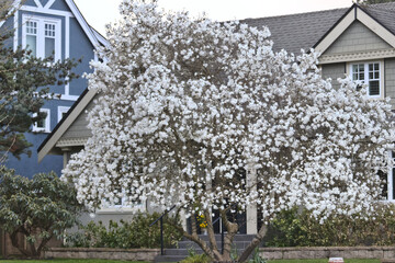 Blossoming tree