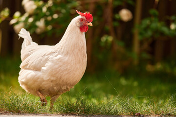 a single white chicken outdoors in the green