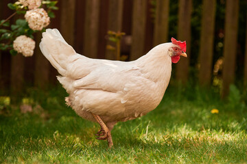 a single white chicken outdoors in the green