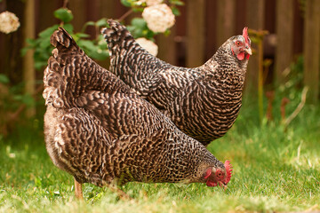 a bunch of chicken outdoors in the green