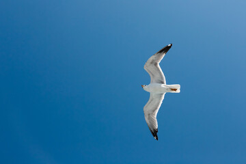 Obraz premium seagull flying in the sky