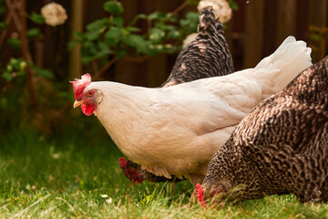 a bunch of chicken outdoors in the green