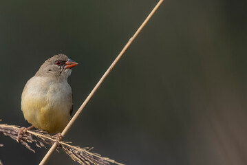 Red avadavat (Amandava amandava) female bird perching on dry bushes in the forest.