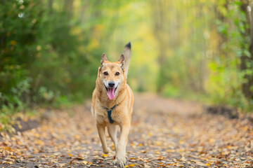 Dog in autumn leaves. Fall