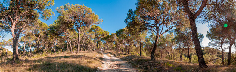 Pinienwald Provence - Panorama