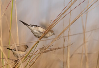 Indian Silverbills (Lonchura malabarica) bird perching on the branch of tree.