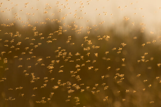 A swarm of mosquitoes (chironomids) fly in the air in summer on tundra. Specially defocused photo.