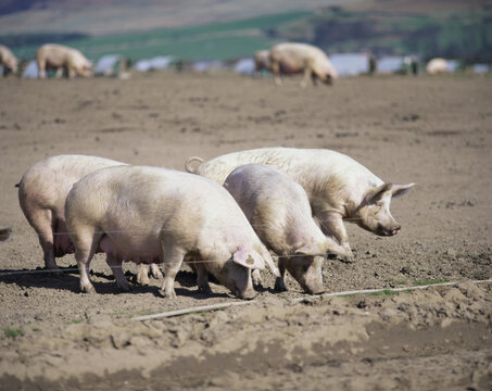 Pigs foraging, Northumberland, England