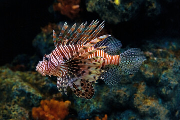 Lion fish swim along coral reefs in the aquarium.