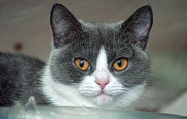 Close-up portrait of a gray young playful and funny cat