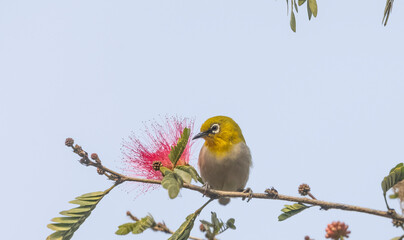 Indian white-eye or Oriental White-eye (Zosterops palpebrosus) bird collecting the flower juice for feeding.