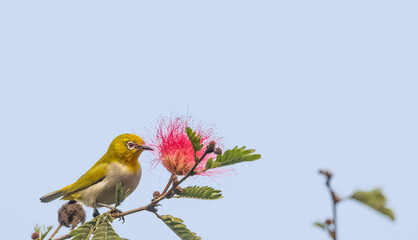 Indian white-eye or Oriental White-eye (Zosterops palpebrosus) bird collecting the flower juice for feeding.