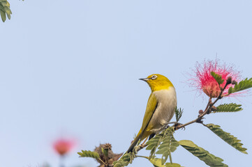 Indian white-eye or Oriental White-eye (Zosterops palpebrosus) bird collecting the flower juice for feeding.