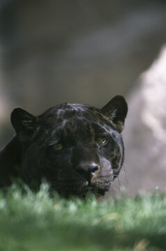 Close-up of a Black Jaguar (Panthera Onca)